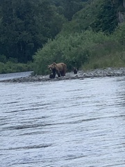 Ursus arctos middendorffi