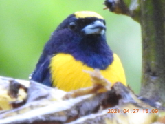 Euphonia chlorotica