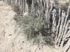 Geoffroea decorticans