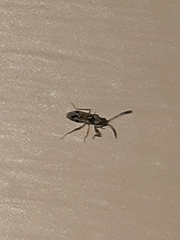 Pseudopachybrachius vinctus