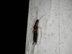 Euborellia cincticollis