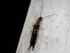 Euborellia cincticollis