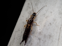 Euborellia cincticollis