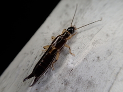 Euborellia cincticollis