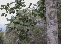 Beilschmiedia miersii