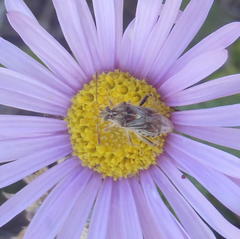 Stictopleurus scutellaris