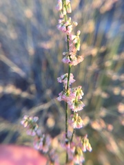 Eriogonum polycladon