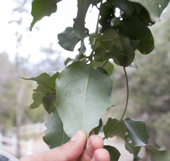 Beilschmiedia miersii