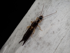 Euborellia cincticollis