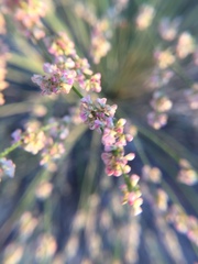 Eriogonum polycladon