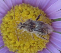 Stictopleurus scutellaris