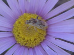 Stictopleurus scutellaris