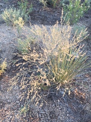 Eriogonum polycladon