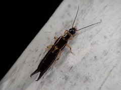 Euborellia cincticollis