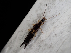 Euborellia cincticollis