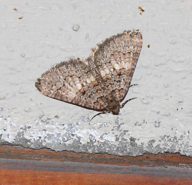 Larentia diplocampa