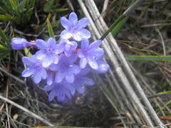 Nivenia binata