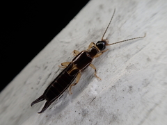 Euborellia cincticollis