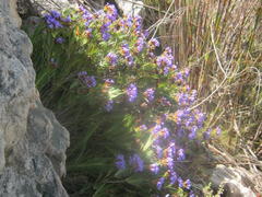 Nivenia binata