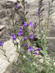 Hedeoma hyssopifolia