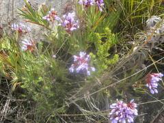 Nivenia binata