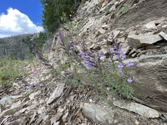 Hedeoma hyssopifolia