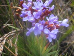 Nivenia binata
