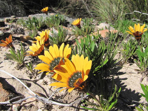 Gazania heterochaeta DC.