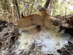 Leucopaxillus tricolor