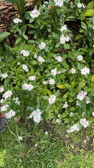 Catharanthus roseus