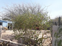 Tessaria dodonaeifolia