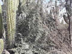 Atamisquea emarginata