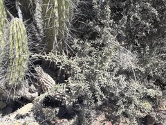 Atamisquea emarginata