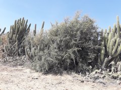 Atamisquea emarginata