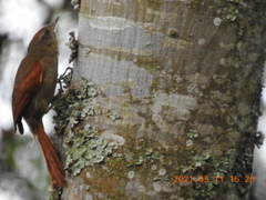 Cranioleuca curtata