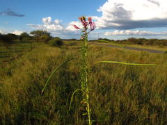 Cleome hirta