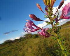 Cleome hirta