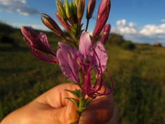 Cleome hirta
