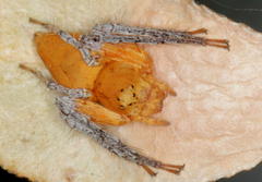 Oxyopes flavipalpis