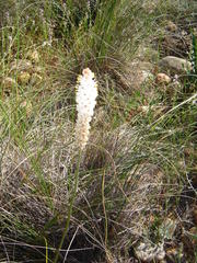 Bulbinella cauda-felis