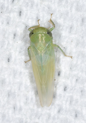 Chlorotettix viridius