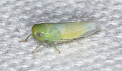 Chlorotettix viridius