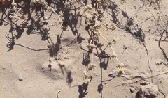 Alternanthera nodifera