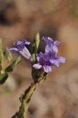 Dyschoriste transvaalensis