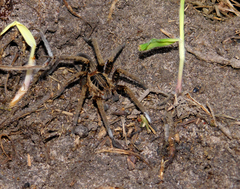 Ancylometes concolor