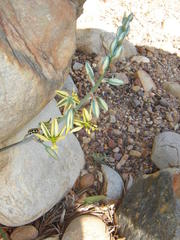 Albuca suaveolens