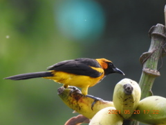Icterus auricapillus