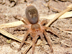 Grammostola pulchripes
