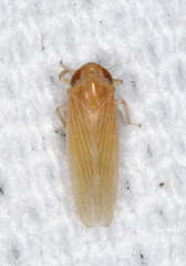 Graminella plana