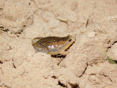 Elachistocleis bicolor